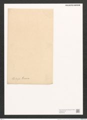Surirella chilensis Jan. (de-Toni-Nr.: Genus 53, Species 2380) Zeichnungen Sammlung Grunow (NHMW-BOT-W0372919)